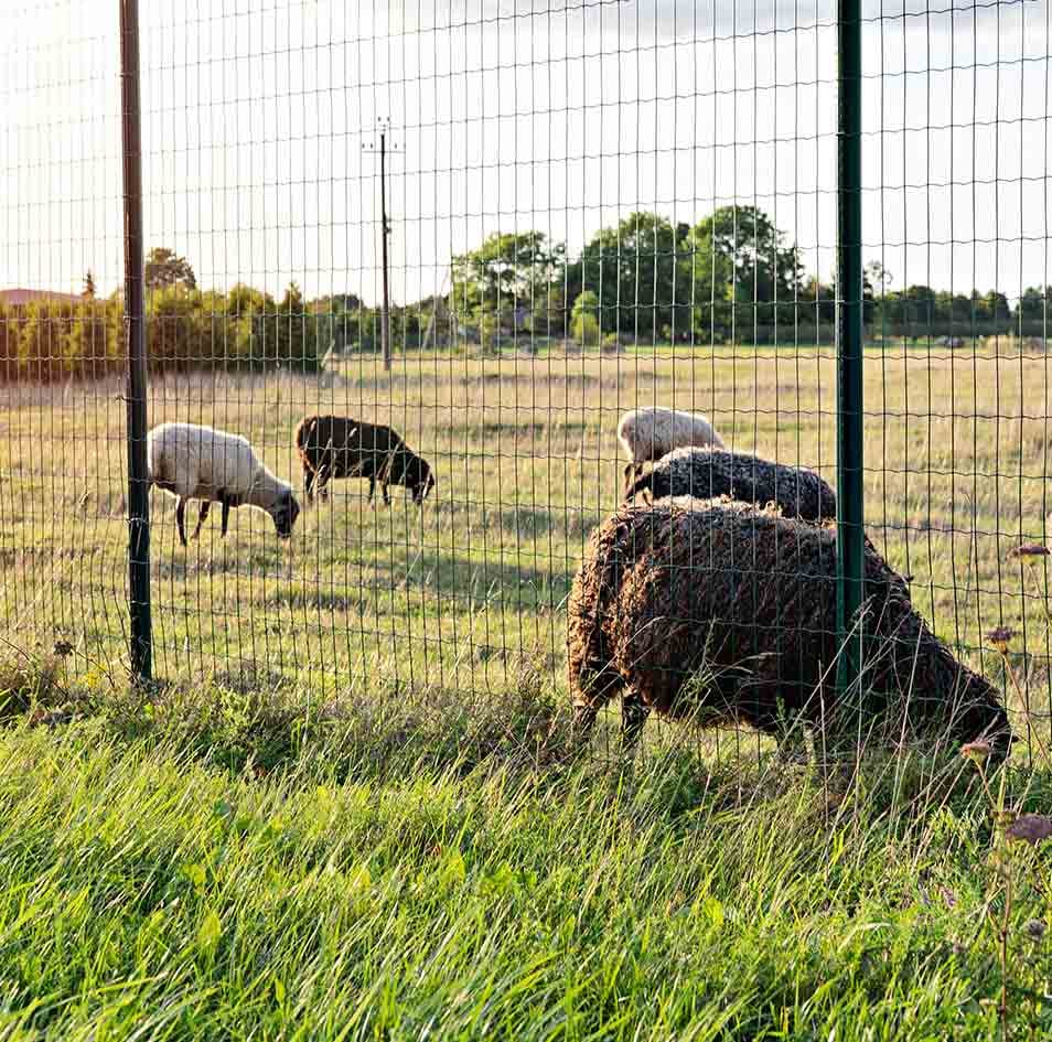 conter-animais-vedacoes-de-jardim-para-casas-com-animais-odem