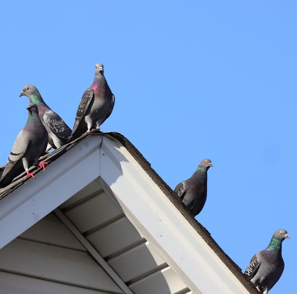 pombos-como-afastar-pombos-dos-edificios-com-solucoes-ecologicas-e-eficazes-odem